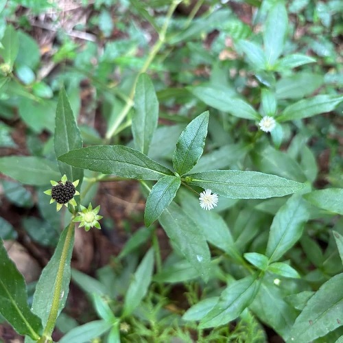 Kesharaja