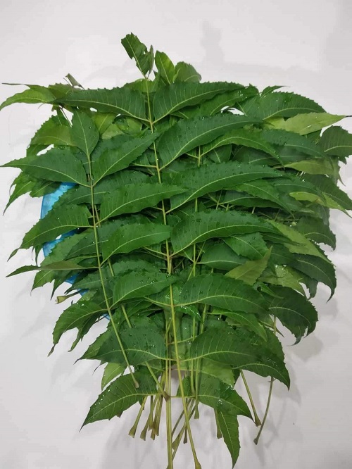 Neem