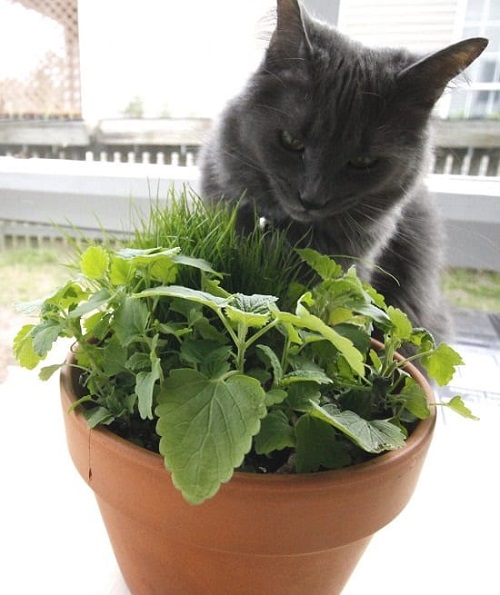 What Herbs Or Essential Oils Are Calming To Cats 1