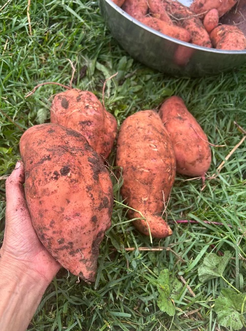 Sweet Potatoes